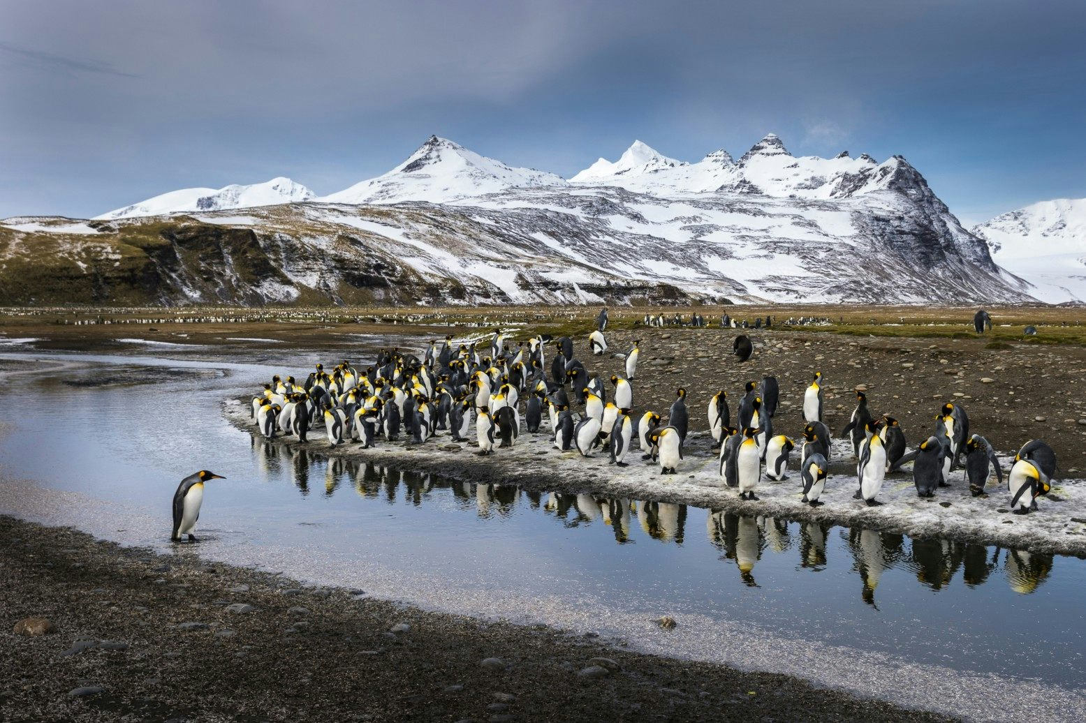 King Penguins Gathering Beside A Glacial Stream, Salisbury Plain, South Georgia, Richard I'Anson